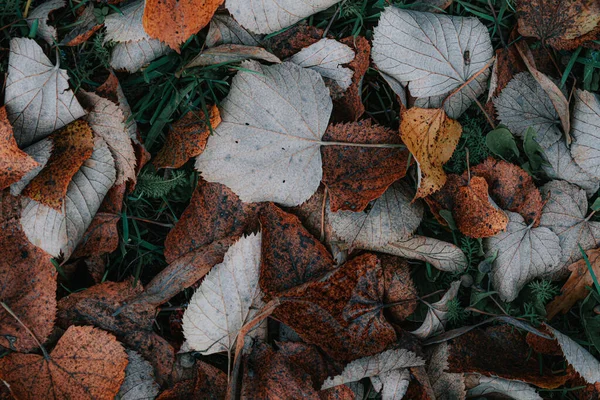 Gros Plan Belles Feuilles Sèches Automne — Photo