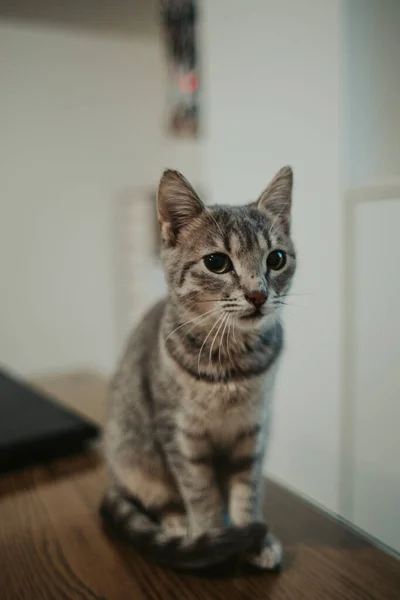 Vertical Selective Focus Closeup Cat Sitting Table — Stock Photo, Image