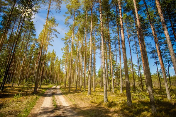 Зеленый Лес Летнее Время Солнечными Дождями Пронзающими Деревья — стоковое фото