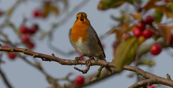 Närbild Europeisk Robin — Stockfoto