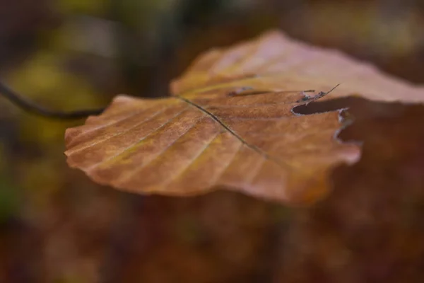Крупный План Осеннего Листа Размытом Фоне — стоковое фото