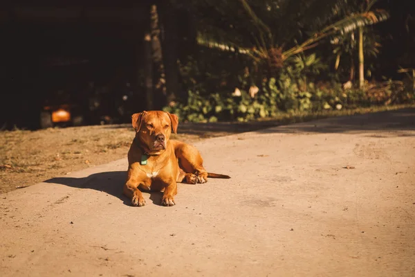 一只可爱的棕色罗得西亚背脊犬躺在地上享受阳光 — 图库照片