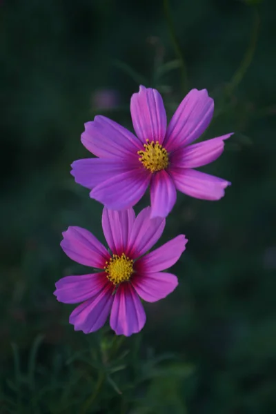 Enfoque Selectivo Hermosas Flores Cosmos Campo — Foto de Stock