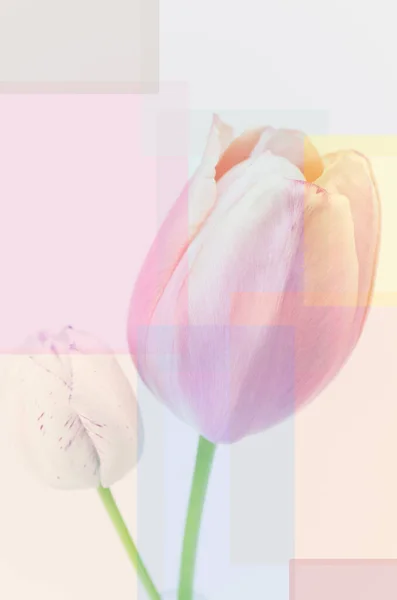 Eine Vertikale Aufnahme Von Tulpenblüten Einer Vase — Stockfoto