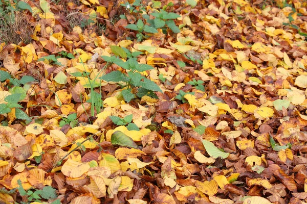 Een Hoge Hoek Van Herfst Bladeren Grond Met Jonge Planten — Stockfoto