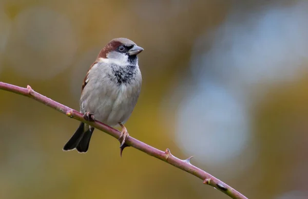 Gros Plan Moineau Domestique — Photo