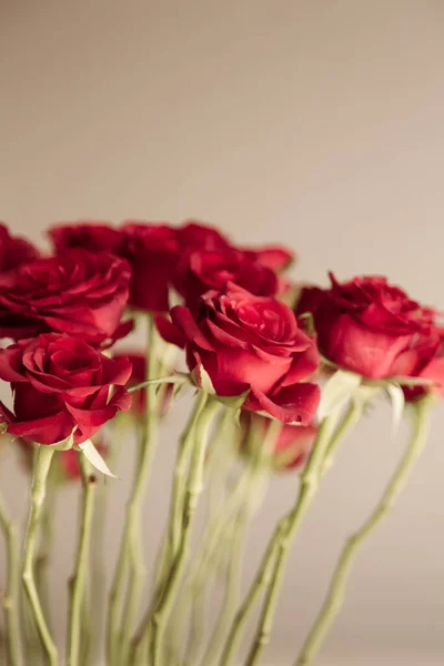 Egy Függőleges Közelkép Gyönyörű Rózsák — Stock Fotó