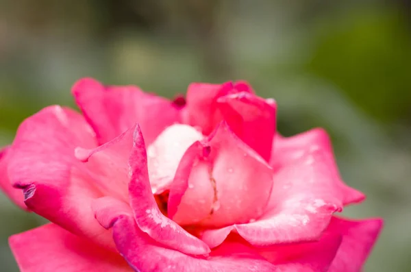 Selektivní Záběr Růžové Růže Zahradě — Stock fotografie