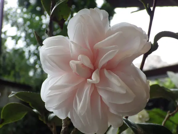 Zbliżenie Ujęcie Pięknego Różowego Kwiatu Kamelii — Zdjęcie stockowe