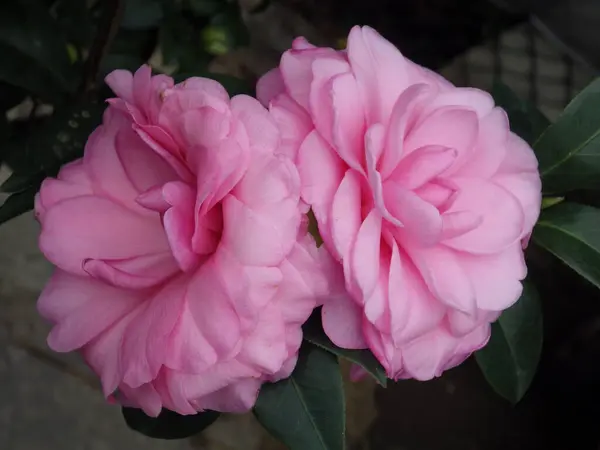 Zbliżenie Ujęcie Pięknych Różowych Kwiatów Kamelii — Zdjęcie stockowe