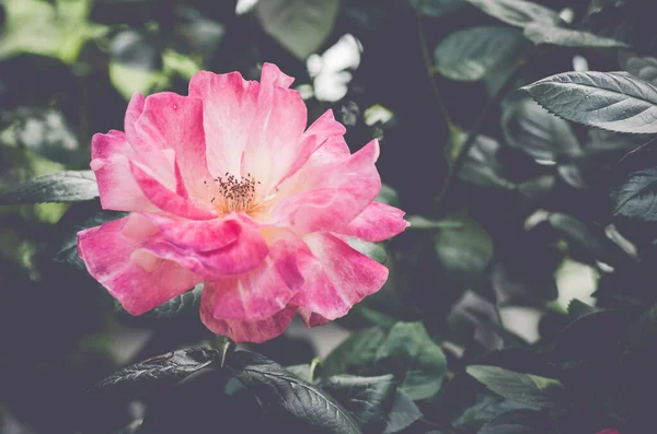 Tiro Seletivo Foco Uma Rosa Aumentou Jardim — Fotografia de Stock