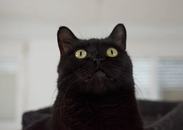 背景に緑の目をした美しい黒猫のクローズアップ — ストック写真