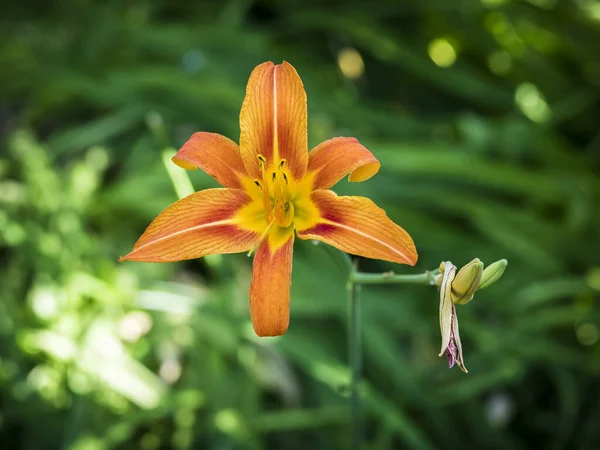 Closeup Shot Orange Day Lily Flower Growing Garden — Stock Photo, Image