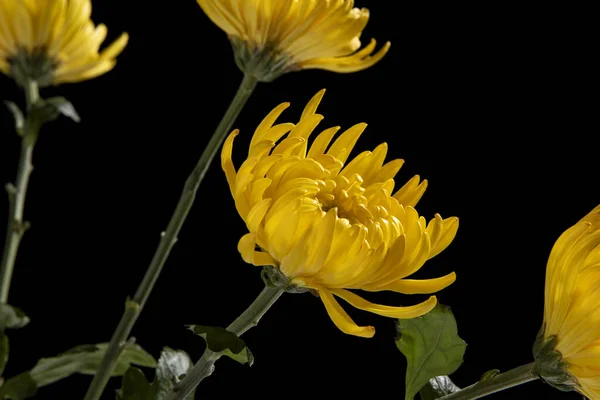 Fleur Chrysanthème Jaune Isolée Sur Fond Noir — Photo