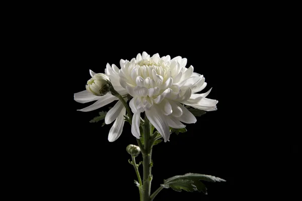 Gros Plan Chrysanthème Blanc Sur Fond Noir — Photo