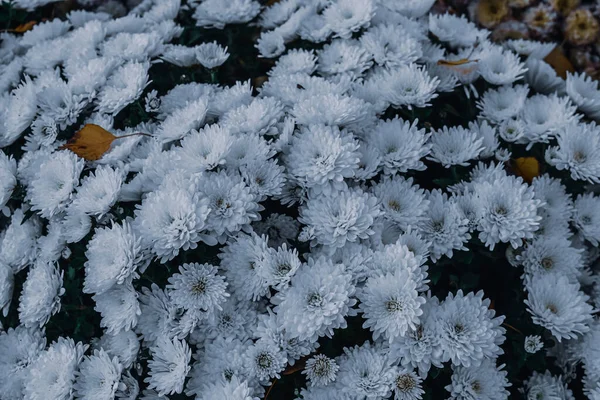 Een Close Shot Van Mooie Aster Bloemen Een Tuin — Stockfoto