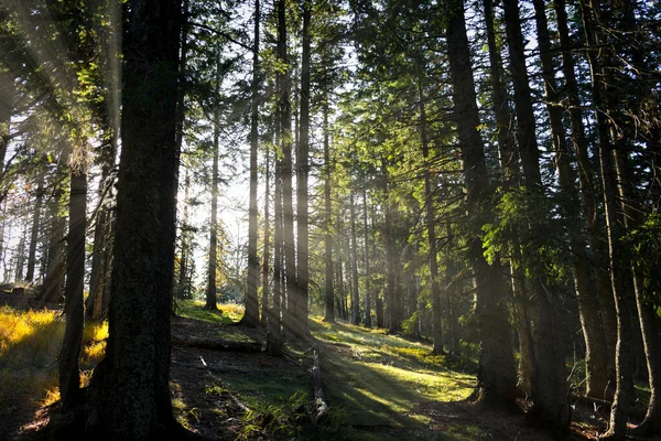 Sluneční Paprsky Skrze Vysoké Stromy Lese — Stock fotografie