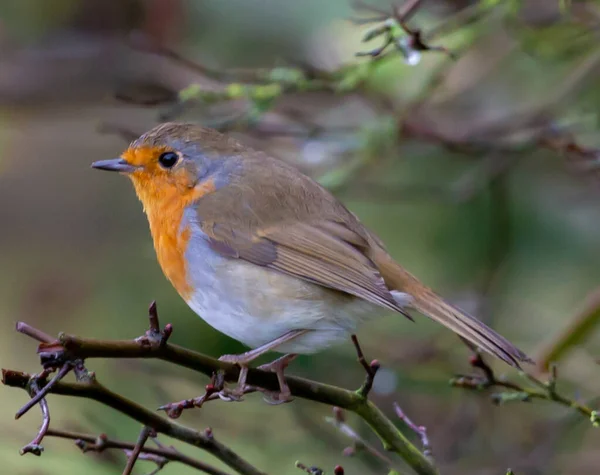 Närbild Robin Redbreast — Stockfoto