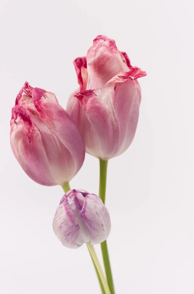 Вертикальный Снимок Розовых Цветов Тюльпана Белом Фоне — стоковое фото