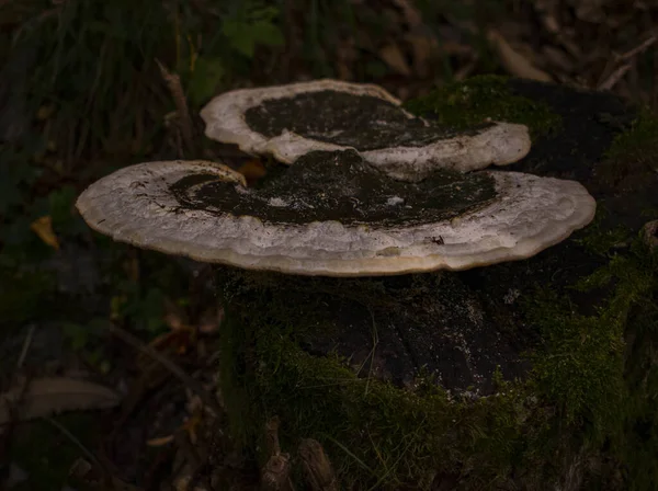 Gros Plan Champignon Amadou Frais Dans Une Forêt — Photo