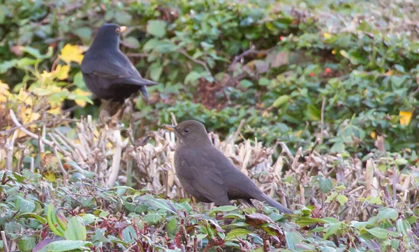 Closeup Shot Common Blackbird — Stock Photo, Image