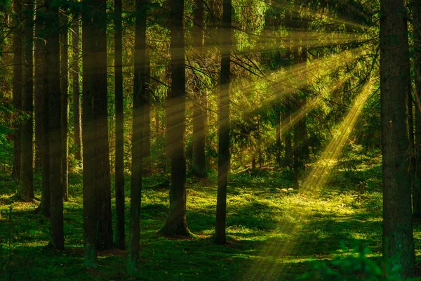 Uma Floresta Verde Verão Com Raios Sol Colidindo Com Árvores — Fotografia de Stock