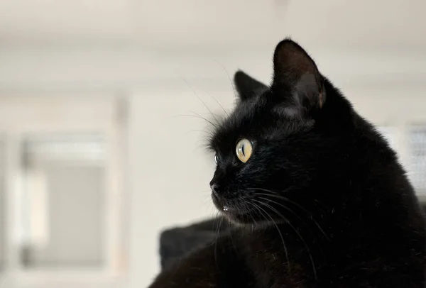 Крупним Планом Красивий Чорний Кіт Зеленими Очима Розмитому Фоні — стокове фото