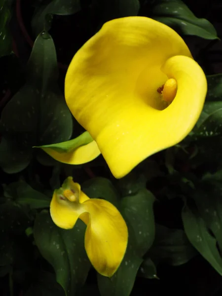 Egy Közeli Kép Egy Gyönyörű Sárga Kála Liliom Virágról — Stock Fotó