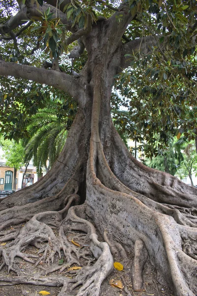 Vertikální Záběr Stromu Velkými Kořeny Parku Cádizu — Stock fotografie