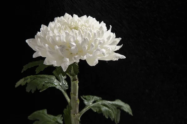 Крупним Планом Красива Біла Квітка Хризантеми Ізольована Чорному Тлі — стокове фото