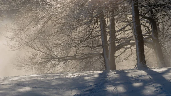 Gyönyörű Háttérvilágítás Havas Táj Hideg Téli Érzés Fákon Sugárzó Napsugarak — Stock Fotó