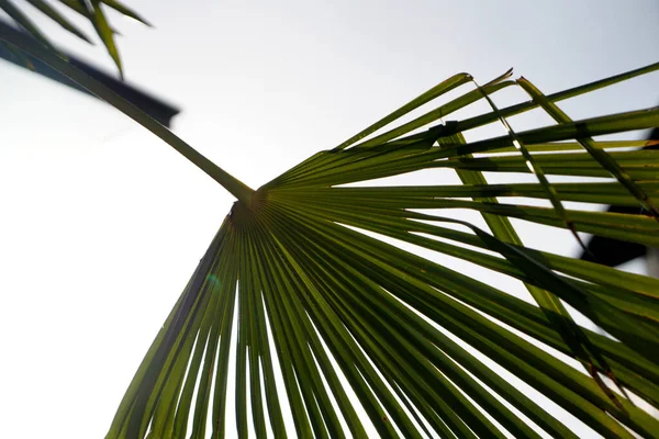 Primer Plano Hojas Palmeras Tropicales — Foto de Stock