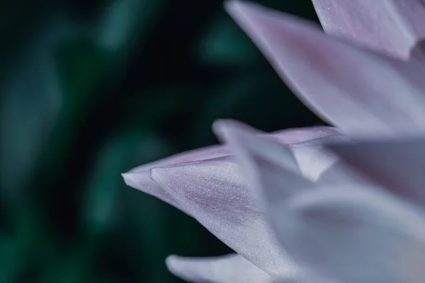 Een Close Shot Van Mooie Orchideeën Een Tuin — Stockfoto