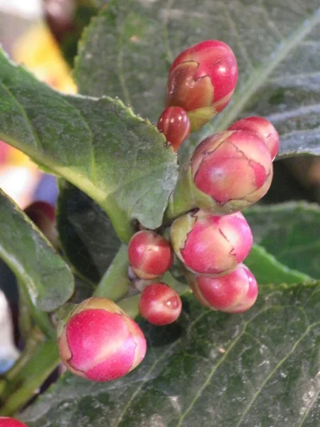 Selective Focus Shot Beautiful Camellia Buds — Stock Photo, Image