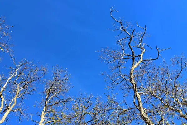 澄んだ空の下で裸の木の低角度ショット — ストック写真