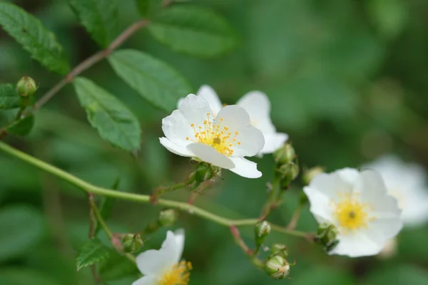 Tiro Foco Seletivo Flores Brancas Arbusto — Fotografia de Stock