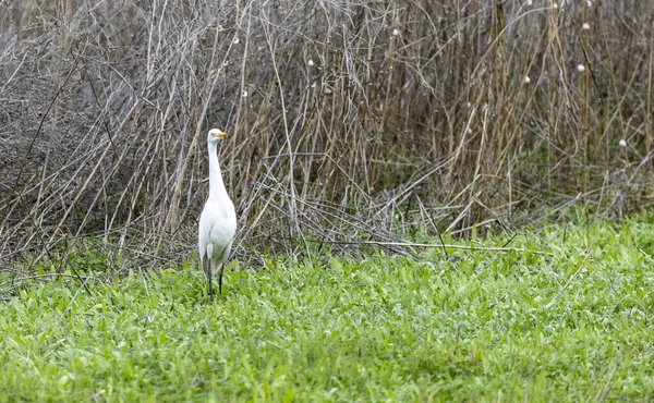 Closeup Great White Egret Grass Twigs Background — Stock Photo, Image