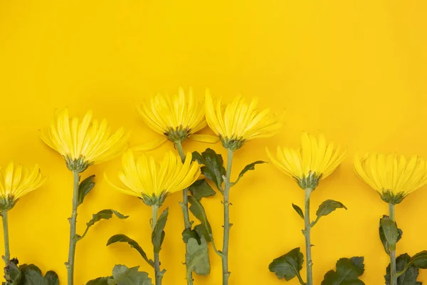 Wiele Żółtych Chryzantemy Kwiaty Izolowane Żółtym Tle — Zdjęcie stockowe