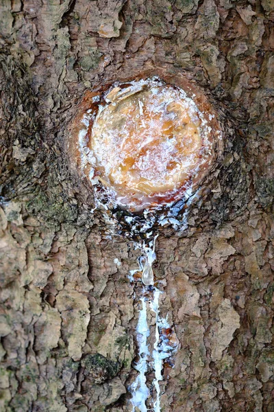Вертикальний Знімок Текстури Стовбурі Дерева — стокове фото