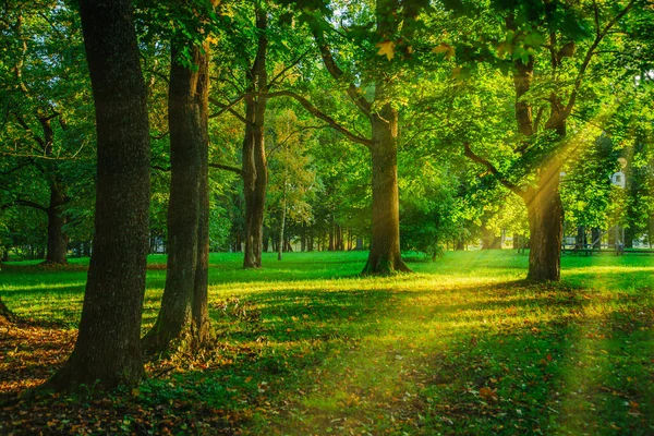 Grön Skog Sommaren Med Solstrålar Som Kraschar Genom Träden — Stockfoto