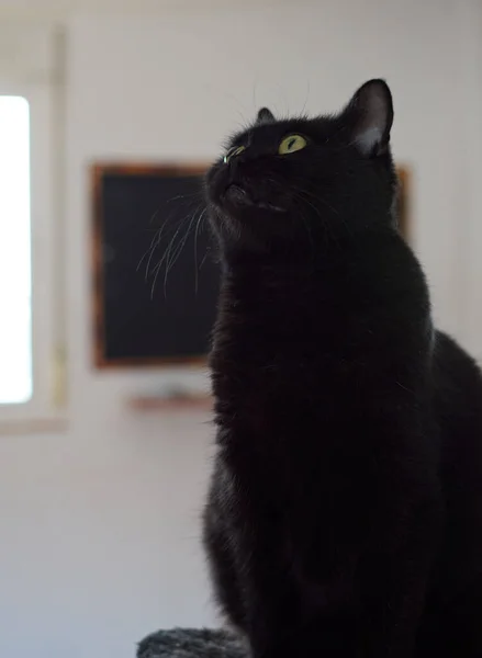 Disparo Vertical Hermoso Gato Negro Con Ojos Verdes Sobre Fondo — Foto de Stock