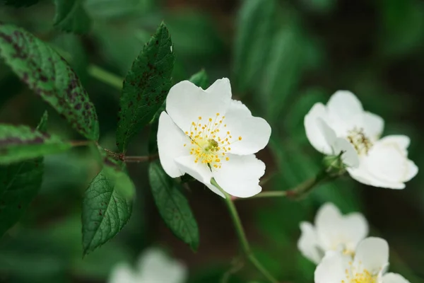 Enfoque Selectivo Flores Blancas Arbusto — Foto de Stock