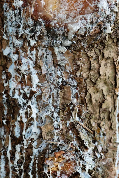 Colpo Verticale Delle Texture Sul Tronco Albero — Foto Stock