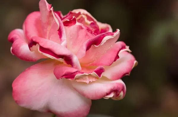 Selektywne Ujęcie Ostrości Różowej Róży Ogrodzie — Zdjęcie stockowe