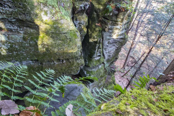 Vlhké Prostředí Lesa Mechem Pokrytými Kameny Zachycenými Během Dne — Stock fotografie