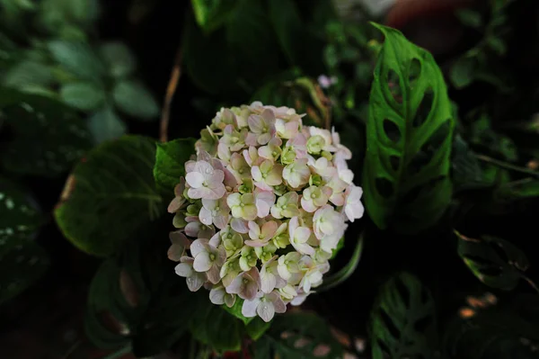 Zbliżenie Ujęcie Grona Białych Różowych Kwiatów Otoczonych Zielonymi Liśćmi — Zdjęcie stockowe