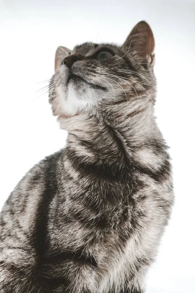 Primo Piano Verticale Gatto Che Guarda Uno Sfondo Bianco — Foto Stock