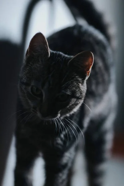 Eine Vertikale Selektive Nahaufnahme Einer Schwarzen Katze Die Umherstreift — Stockfoto