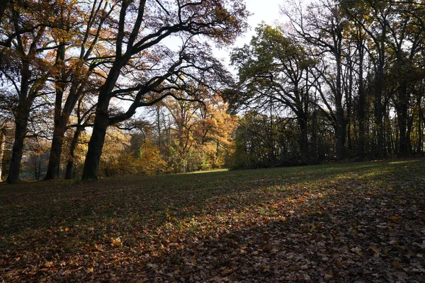 Ein Schöner Herbstwald Mit Bunten Bäumen Und Umgefallenem Laub — Stockfoto