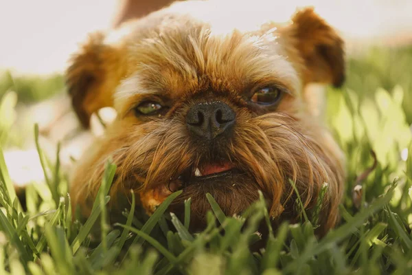 Closeup Shot Cute Brussels Griffon Dog Grass — Stock Photo, Image